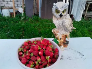 «ЯГОДНО-ГРИБНОЕ ЧУДО»