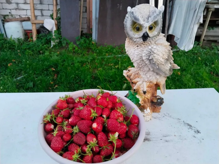 «ЯГОДНО-ГРИБНОЕ ЧУДО»